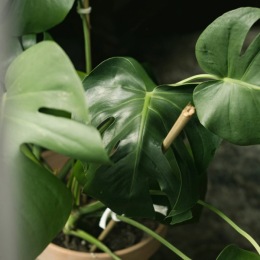 close up of a plant in a pot
